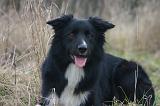 BORDER COLLIE 1488